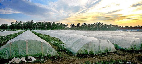 沒出倉庫就發黃，塑料吹膜如何選擇熒光增白劑？